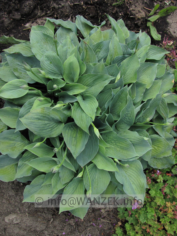 Hosta fortunei Spinners Selection - Sol im Beet.JPG